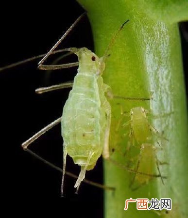 小咬是什么虫子,家里的小蠓虫是什么?
