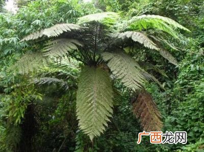 桫椤树怎么栽培,植物沙罗的家庭养护?