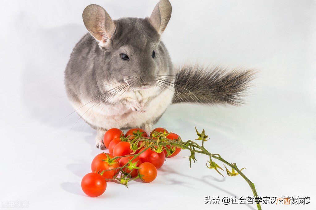 龙猫智商高不高适合家养吗 龙猫的智商相当于几岁