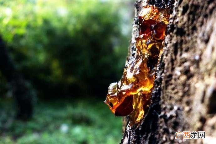 树胶的作用,果树胶有什么用？