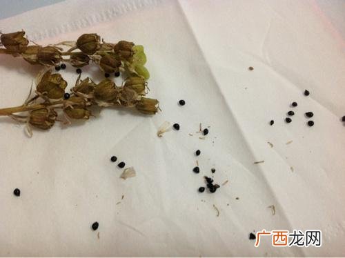 小黑飞虫怎么来的,黃瓜地面出现会飞的小黑虫,是什么原因？