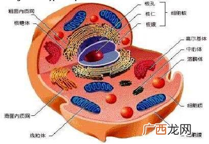 细胞质包括什么,细胞液与细胞质的区别?