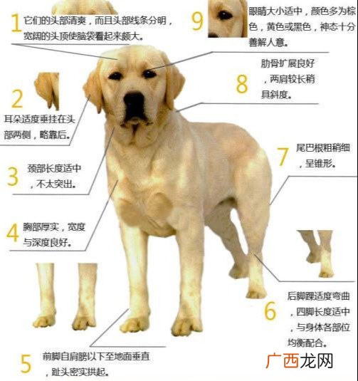 怎么看拉布拉多到底纯不纯 拉布拉多什么颜色最纯