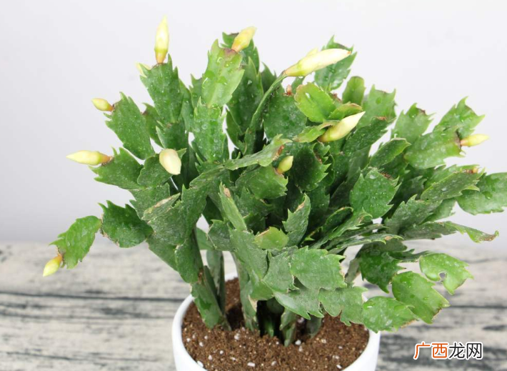 适合长期放在室内的4种花卉植物 适合在室内养的花有哪些