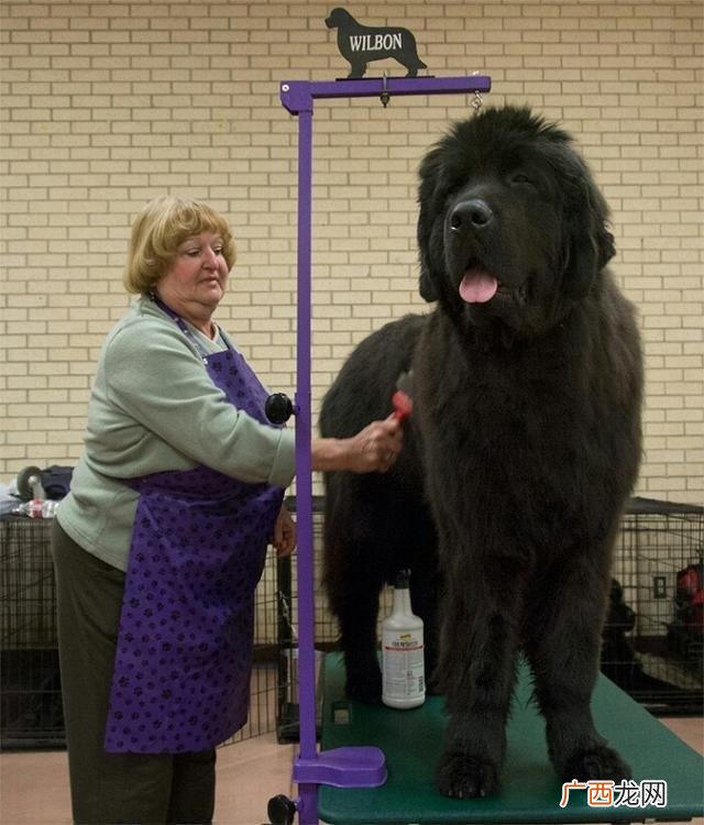 盘点世界上最大的10种狗狗 世界最大的犬都有哪些