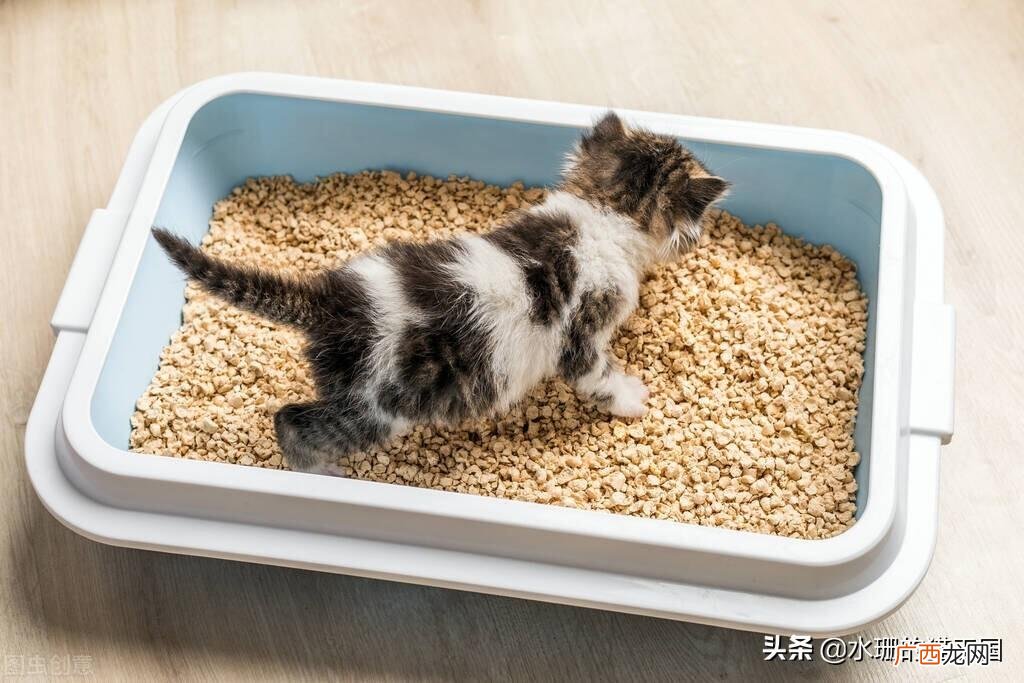 公猫乱尿有什么办法 公猫乱尿怎么解决