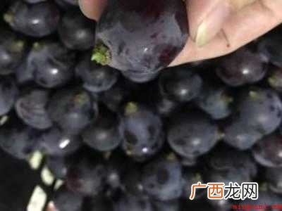 酿造葡萄酒的具体操作步骤 酿造葡萄酒的流程