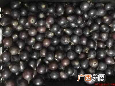 酿造葡萄酒的具体操作步骤 酿造葡萄酒的流程