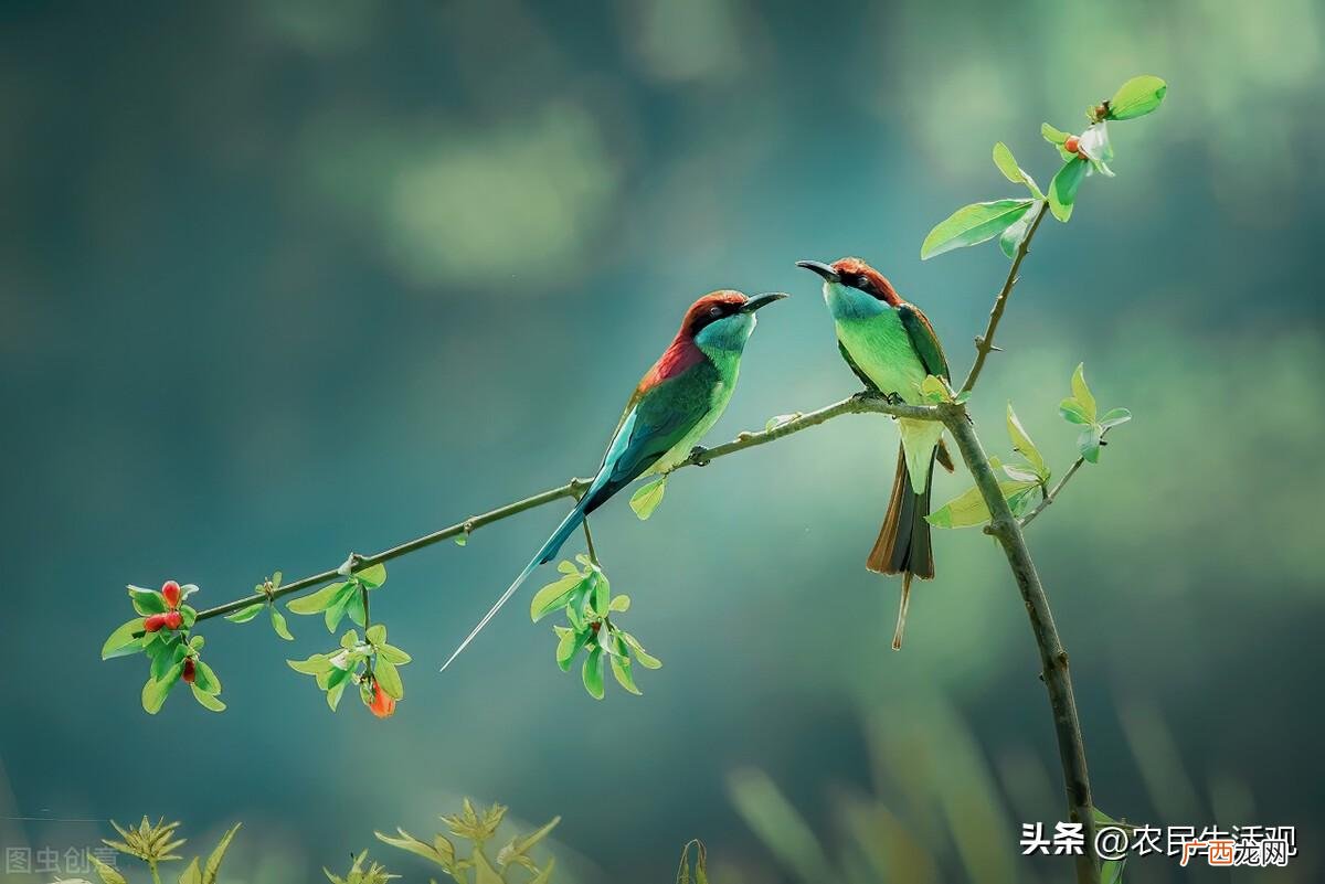 鸟拉的头上屎意味着什么 鸟屎拉到头上有什么说法吗