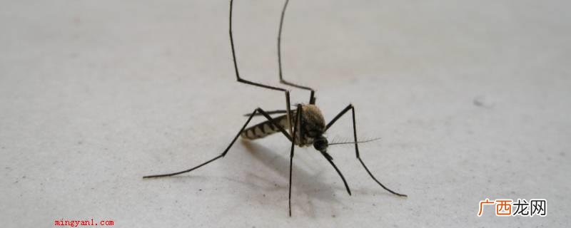 夜里防蚊子小妙招有应用 夜晚防蚊子小妙招