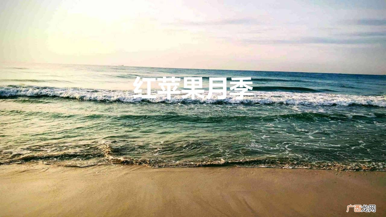 红苹果美丽又喜庆花期长封闭阳台亦能养 红苹果月季