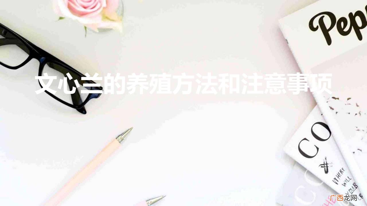 文心兰的养殖方法和注意事项