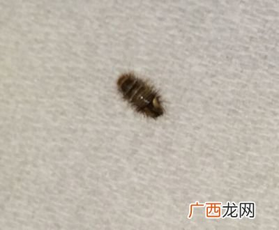 虫子是一只还是一条,一什么害虫填量词一个？