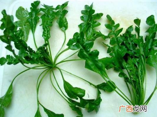 荠菜又叫什么菜,荠菜是种子植物吗？
