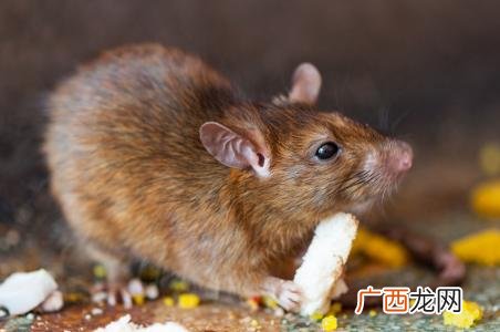 老鼠的习性,老鼠白天出来活动吗？
