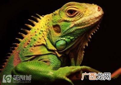 壁虎和蜥蜴有什么区别,壁虎和四脚蛇的区别?怎么辨认？