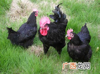 绿壳蛋鸡是什么鸡,黄羽青脚绿壳蛋鸡介绍？