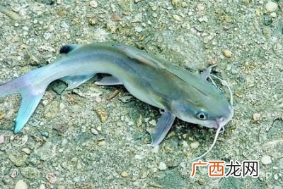 鲶鱼怎么养,鲶鱼怎么养？