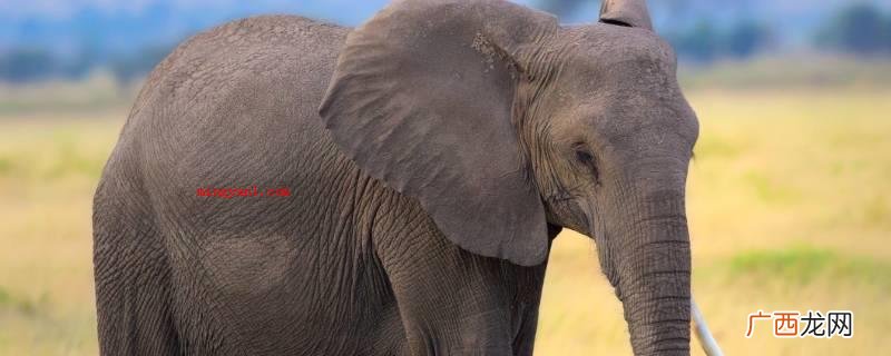 贪食之力、耳朵里面排热、鼻部机敏、四肢比较敏感、次声波交流等 大象有趣的特点有哪些