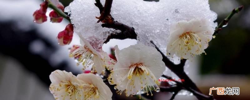 梅雪争春未肯降,骚人阁笔费评章 描写梅花的诗