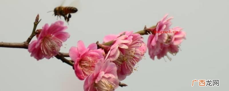 梅花的精神指的是自立自强、坚强不屈及其不折不挠 梅花的精神是指什么