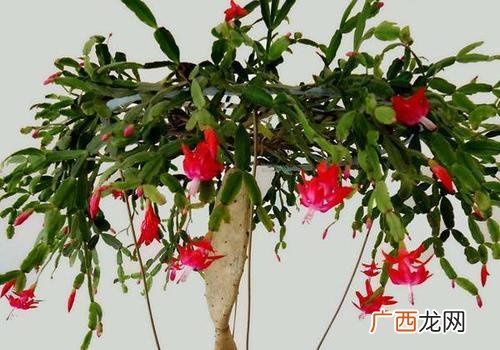蟹爪兰什么季节开花,蟹爪兰为什么在四月份开花？