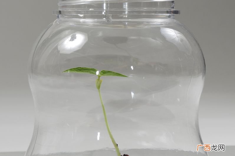 水培蔬菜营养液配方,最好的水培营养液配方家庭？