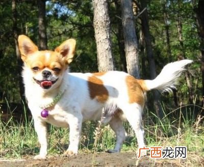 狗的品种有哪些,狗狗的种类大全相片？