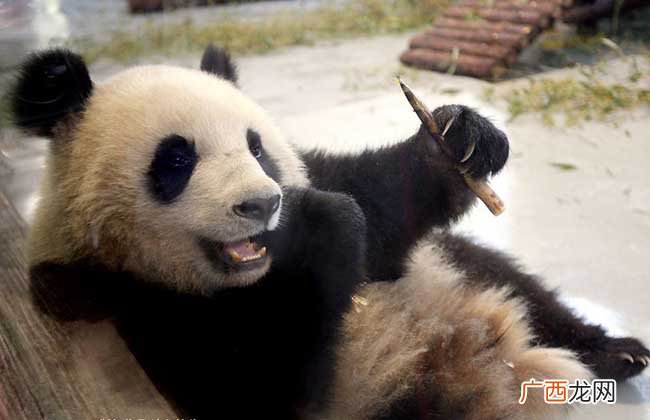 大熊猫吃肉吗,兔子会吃肉吗？