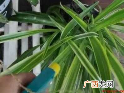 家里发现蜈蚣怎么防治