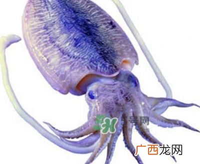 枪乌贼和乌贼的区别,枪乌贼和鱿鱼的区别？