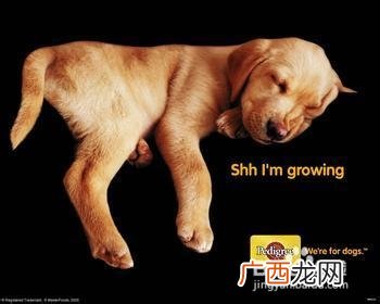 狗吃什么,狗生小狗吃什么好?