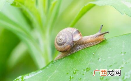 蜗牛的寓意和象征,蜗牛代表的是什么意思？