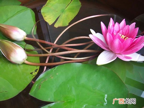 莲花是什么时候开花的,莲藕什么时候开花？