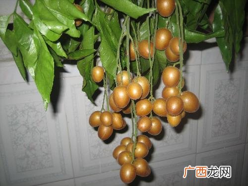 黄皮果是什么水果,黄皮和黄皮果有什么区别？