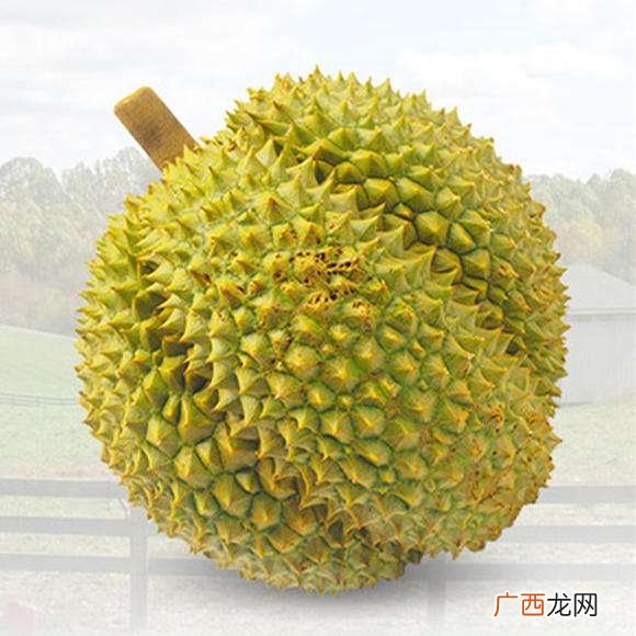 甲仑榴莲简单介绍怎样辨别生熟 甲仑榴莲的特点是什么