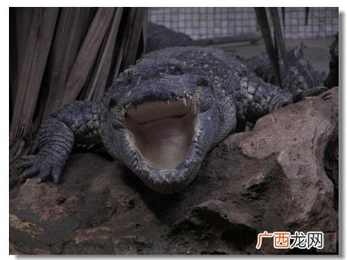鳄鱼有舌头吗,鳄鱼肉多少斤？