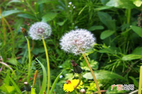 蒲公英怎么吃法,蒲公英菜的吃法大全？