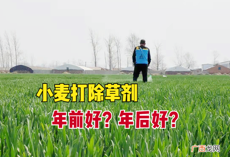 如何选择除草剂 小麦除草剂什么时候打最合适