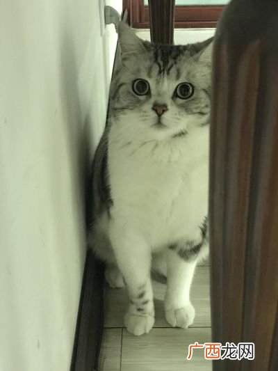 猫叫的时候是什么意思,猫念经什么意思？