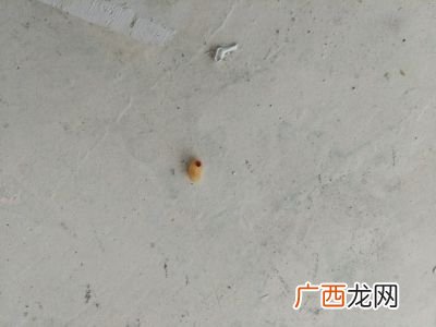 米里有白色蠕虫怎么办,大米里有白色蠕动的虫怎么处理？