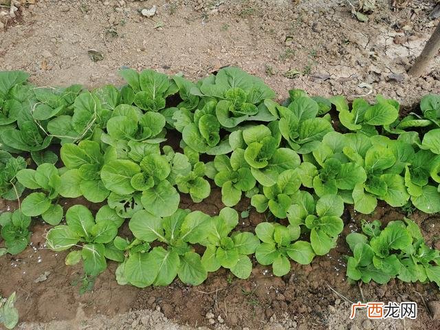 有机菜是什么菜,有机蔬菜和小油菜的区别？