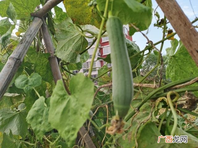 有机菜是什么菜,有机蔬菜和小油菜的区别？