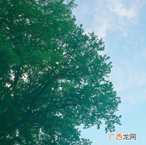 初夏是几月,盛夏、初夏、半夏，各指什么时候？