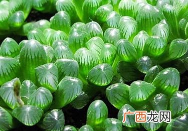 玉露哪种品种最好,红香酥和玉露香哪个品种产量高？