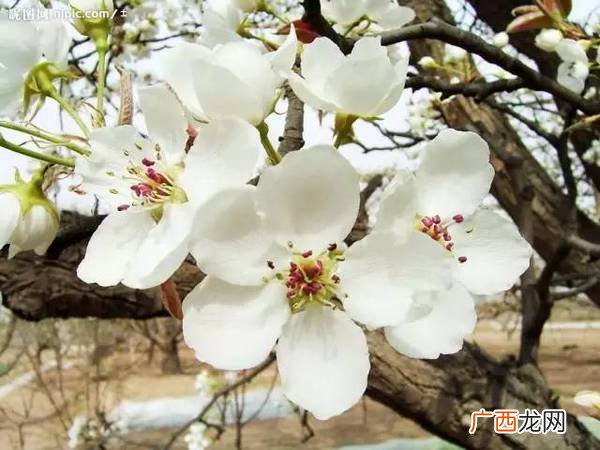 描写梨花的词语,形容梨花飘荡落的词语?