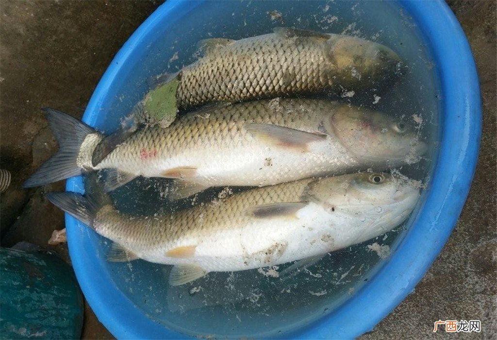 野钓草鱼钓底还是钓浮,草鱼钓底还是钓浮饵料如何搭配？