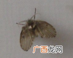 昆虫有哪些动物,有哪些昆虫吃什么？