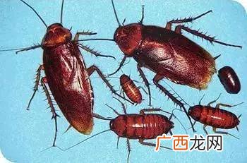 怎么杀死蟑螂,家庭灭蟑螂最好方法是什么家庭灭蟑螂最好最简单有效的方？
