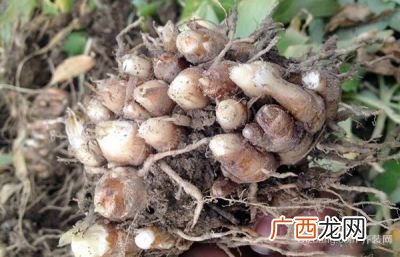 沙姜和生姜的区别,沙姜粉可以代替姜吗？